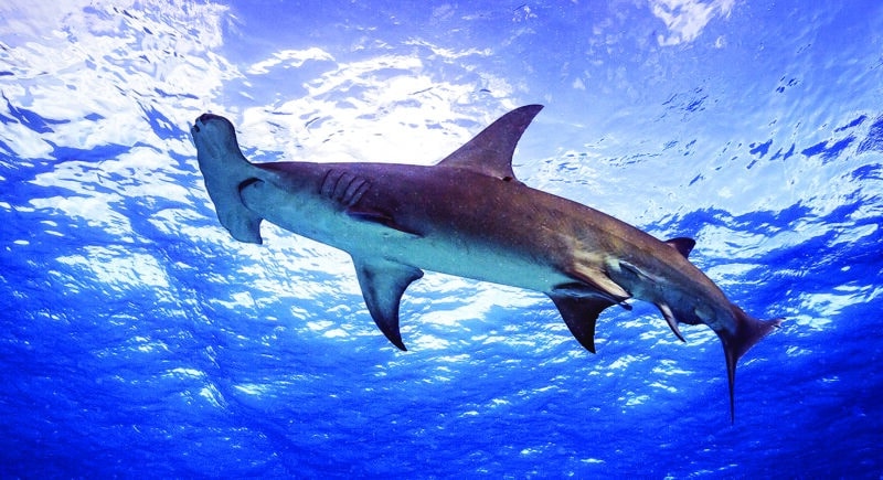 Hammerhead sharks Nantucket