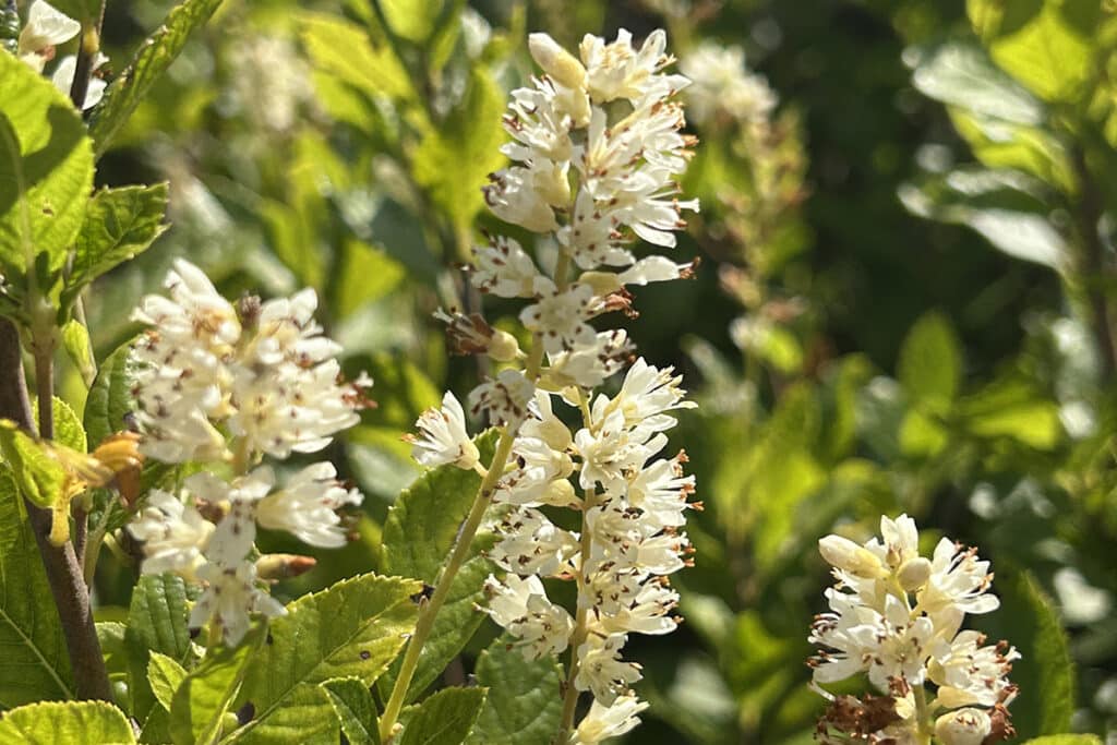 Fragrant sweet pepperbush