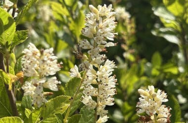 Fragrant sweet pepperbush