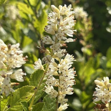 Fragrant sweet pepperbush