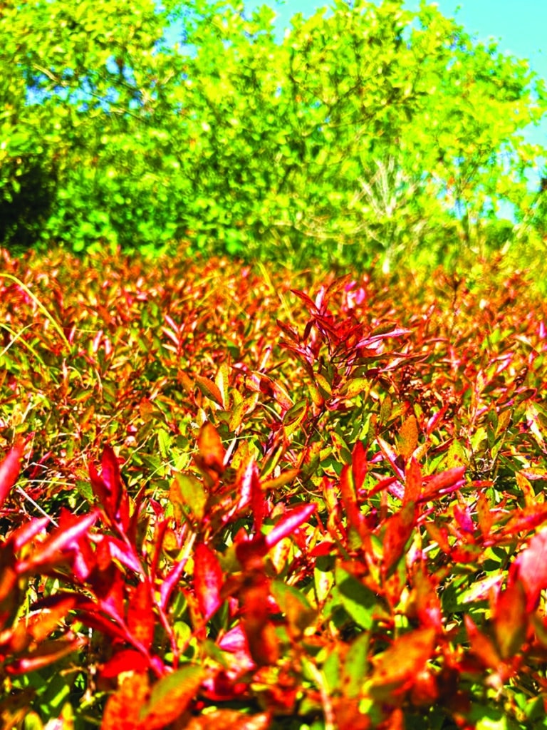 Low bush blueberry turning red