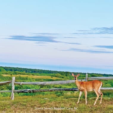 Nantucket deer hunting season 2025
