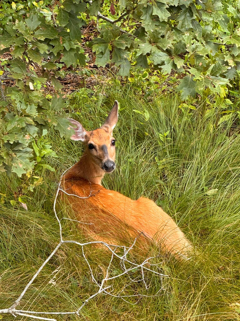 Nantucket deer hunting season 2025