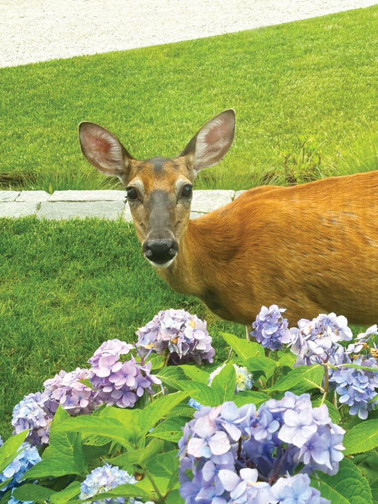 Nantucket deer hunting season 2025