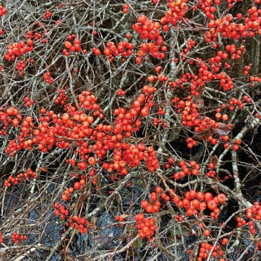 Nantucket winterberry guide