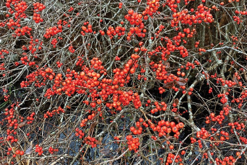Nantucket winterberry guide