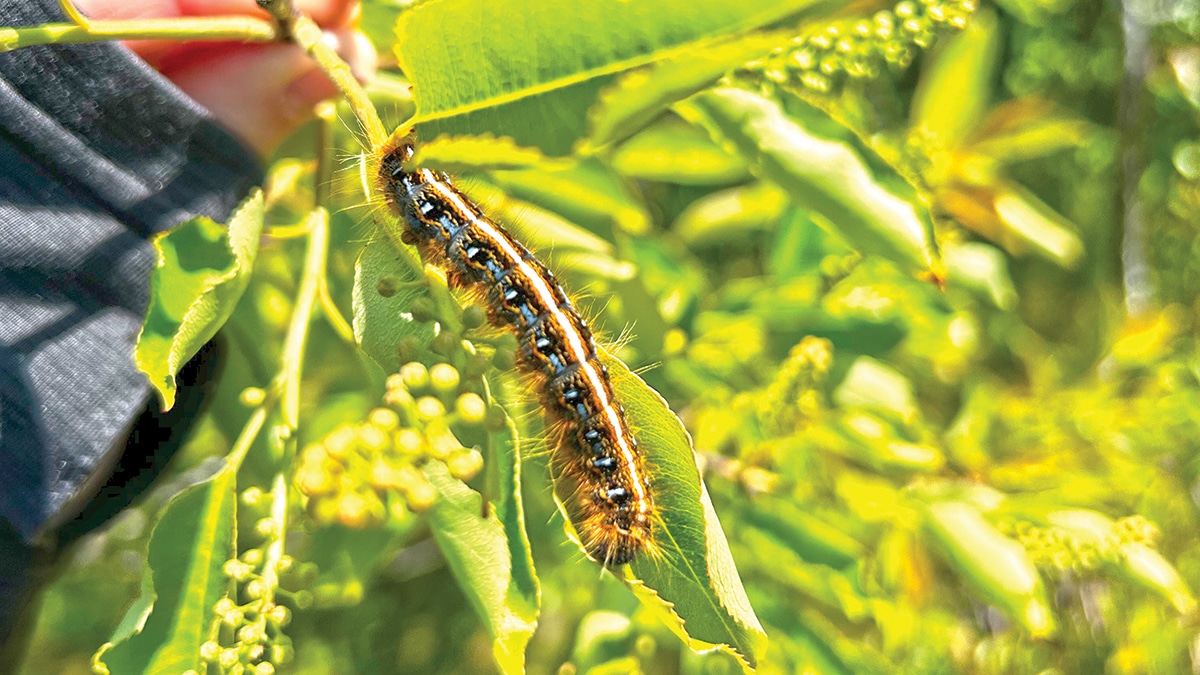 Eastern Tent Caterpillars Nantucket 2026 | Boom Year Explained