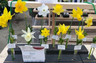 display of single stem daffodils on display for the Nantucket daffodil festival
