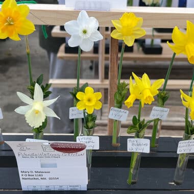 display of single stem daffodils on display for the Nantucket daffodil festival