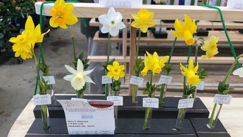 display of single stem daffodils on display for the Nantucket daffodil festival