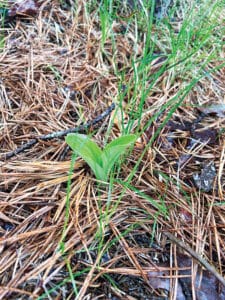 Pink lady’s slipper orchid emerging on Nantucket trail edge
