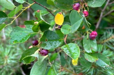 Nantucket Shadbush blooming along island coastal habitat