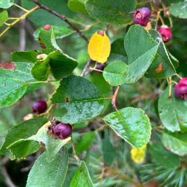 Nantucket Shadbush blooming along island coastal habitat