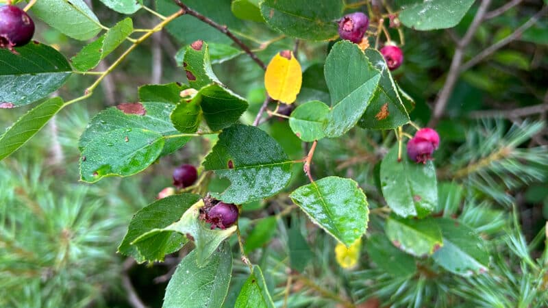Nantucket Shadbush blooming along island coastal habitat