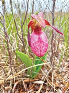 Pink lady’s slipper orchid blooming on Nantucket trail edge