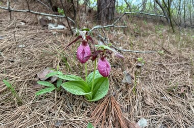 Pink lady’s slipper orchid blooming on Nantucket trail edge