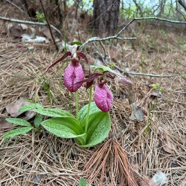 Pink lady’s slipper orchid blooming on Nantucket trail edge