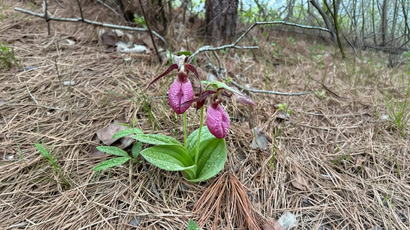 Pink lady’s slipper orchid blooming on Nantucket trail edge