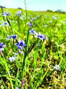Rare sandplain blue-eyed grass blooming in a Nantucket coastal grassland