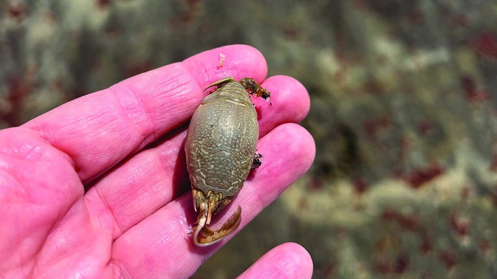 Atlantic Mole Crab Nantucket
