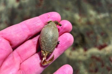 Atlantic Mole Crab Nantucket