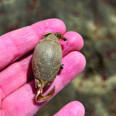 Atlantic Mole Crab Nantucket
