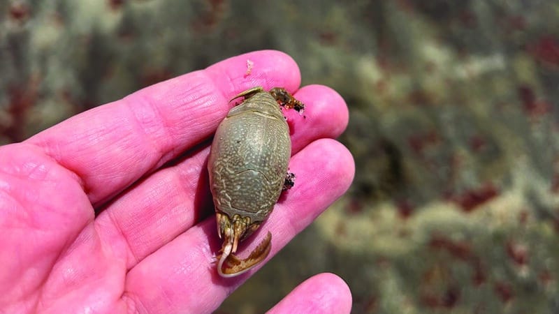 Atlantic Mole Crab Nantucket