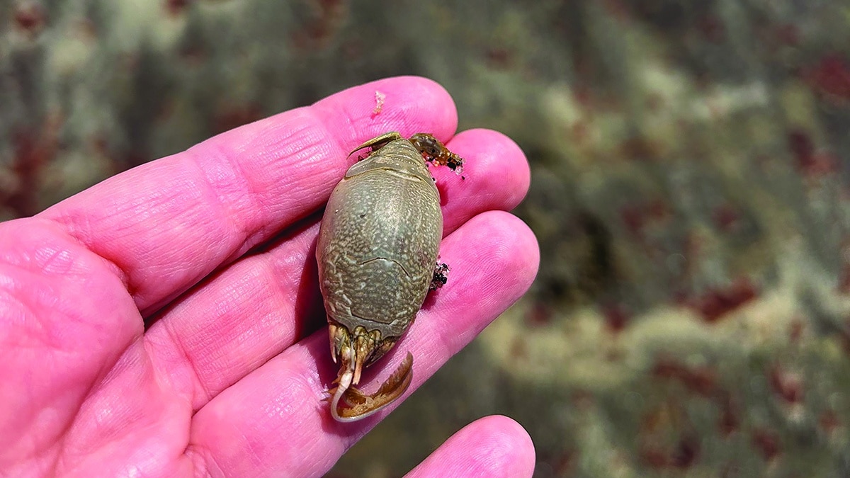 A Multitude of Mole Crabs