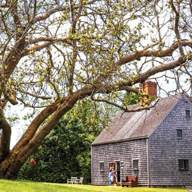 nantucket's oldest house with white mulberry tree