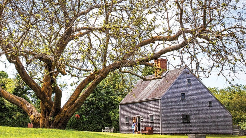 nantucket's oldest house with white mulberry tree