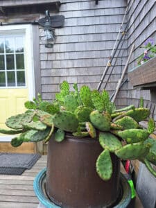 Prickly pear cactus growing naturally in the sands of Coatue on Nantucket