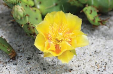 Prickly pear cactus growing naturally in the sands of Coatue on Nantucket