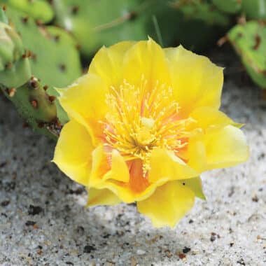 Prickly pear cactus growing naturally in the sands of Coatue on Nantucket