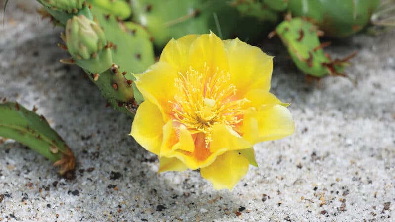 Prickly pear cactus growing naturally in the sands of Coatue on Nantucket