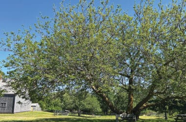 White mulberry tree connected to Nantucket silk industry history