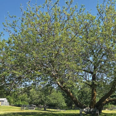 White mulberry tree connected to Nantucket silk industry history
