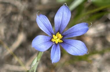 Rare sandplain blue-eyed grass blooming in a Nantucket coastal grassland