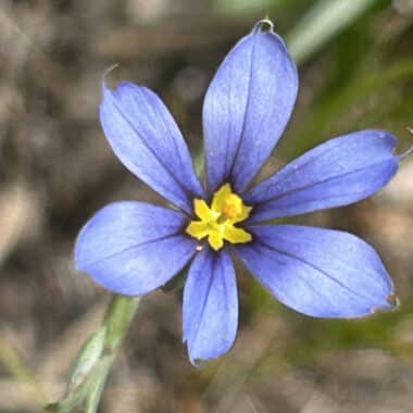Rare sandplain blue-eyed grass blooming in a Nantucket coastal grassland