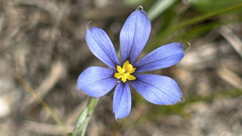 Rare sandplain blue-eyed grass blooming in a Nantucket coastal grassland