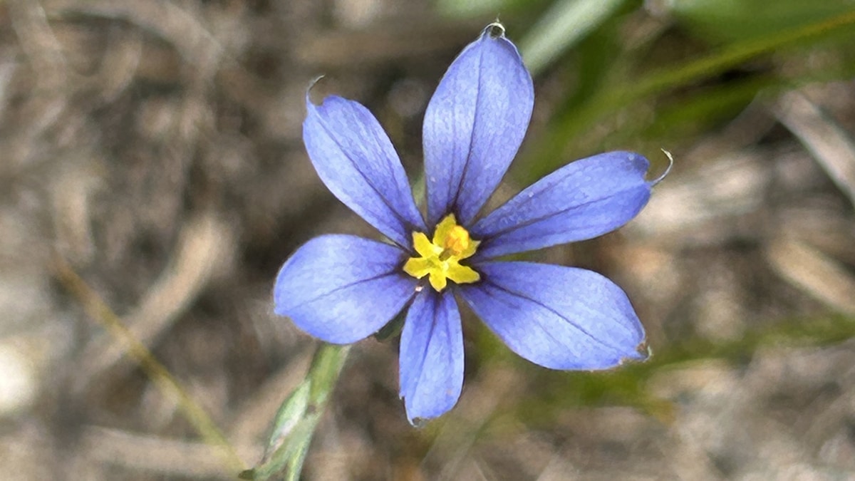 A Small Purple Flower with a Big Impact