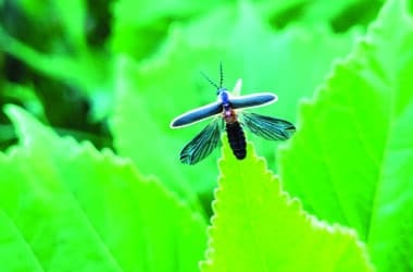 Nantucket firefly on a leaf