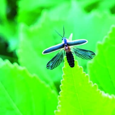 Nantucket firefly on a leaf