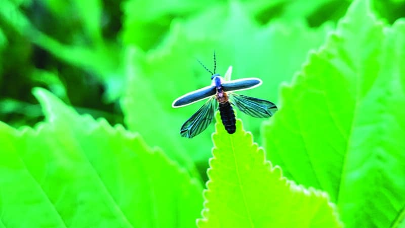 Nantucket firefly on a leaf