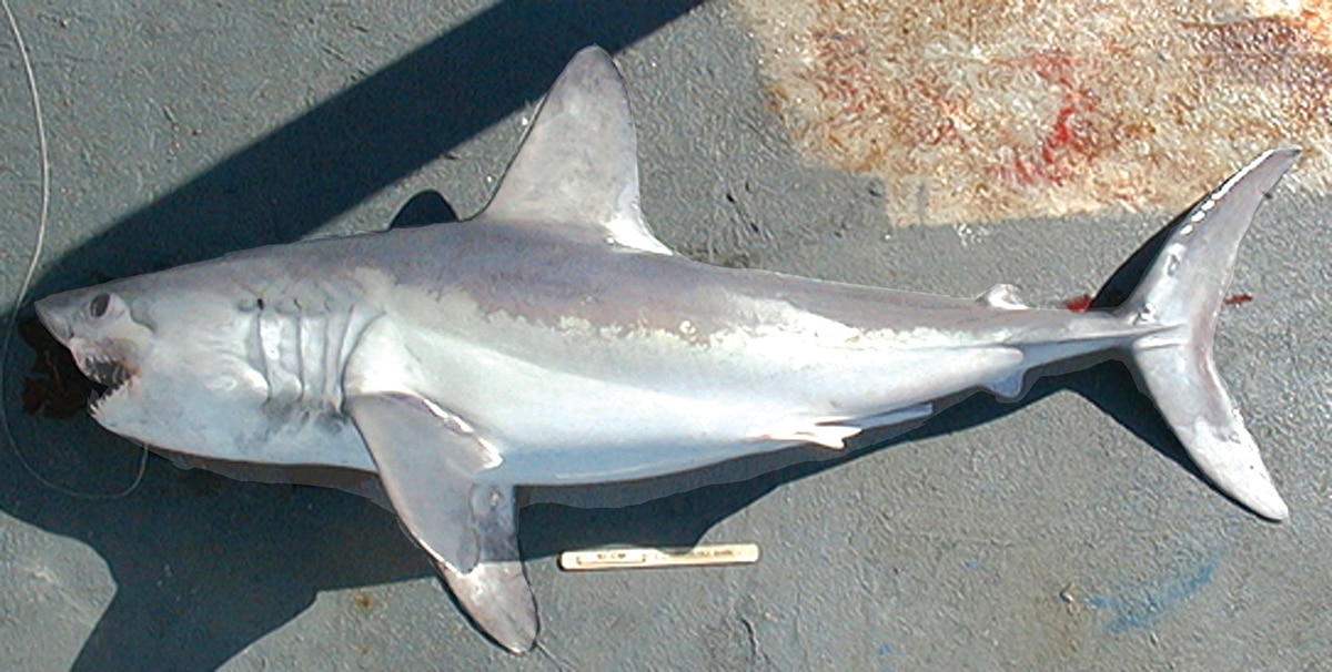 Sharktastic Summer