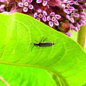 Nantucket Firefly