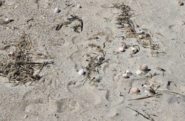 Shells, seaweed, and debris scattered along the wrack line of a Nantucket beach, offering a rich variety of treasures for beachcombers to discover.