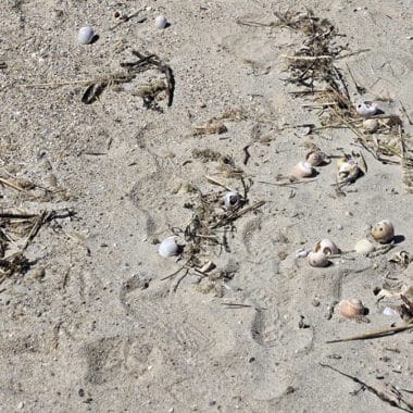 Shells, seaweed, and debris scattered along the wrack line of a Nantucket beach, offering a rich variety of treasures for beachcombers to discover.