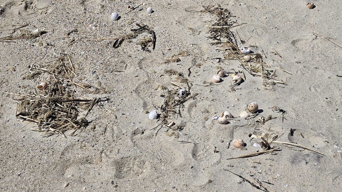 Clues to the Creatures of the Sea