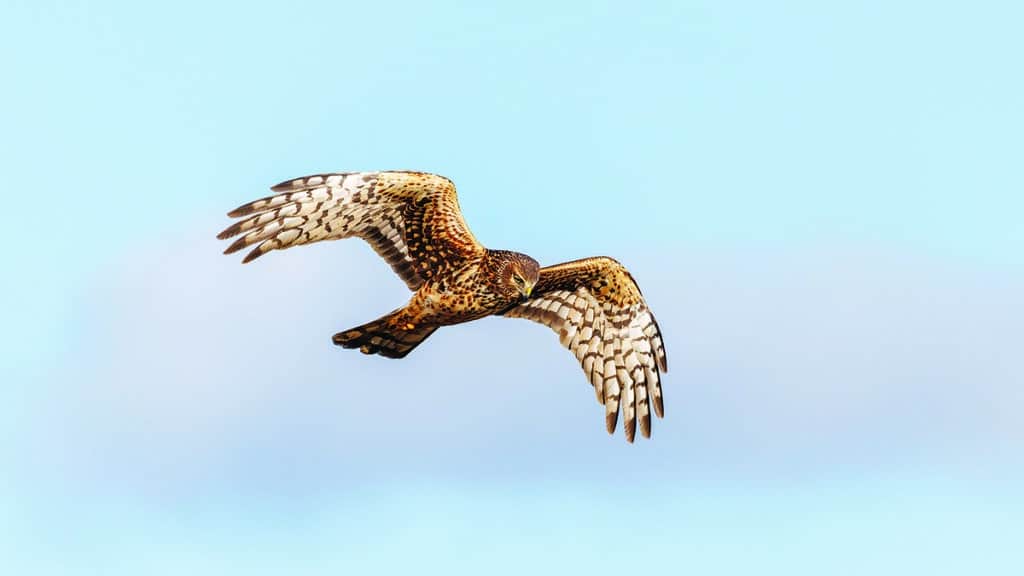 A Northern Harrier hawk soaring in flight against a clear blue sky, showing its distinctive spotted brown and white wing plumage