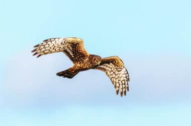A Northern Harrier hawk soaring in flight against a clear blue sky, showing its distinctive spotted brown and white wing plumage